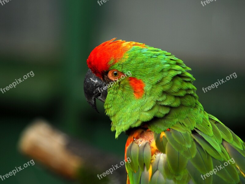 Ara Bird Animal Parrot Free Photos