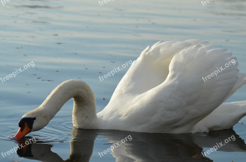 Swan Pond White Animals Nature