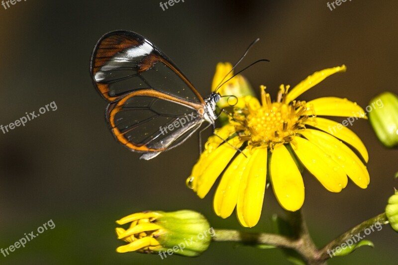 Tenerife Butterfly Yellow Flower Free Photos