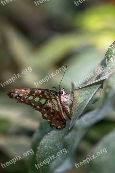 Butterfly Swallowtails Jay Graphium Agamemnon Green Spots Lepidoptera