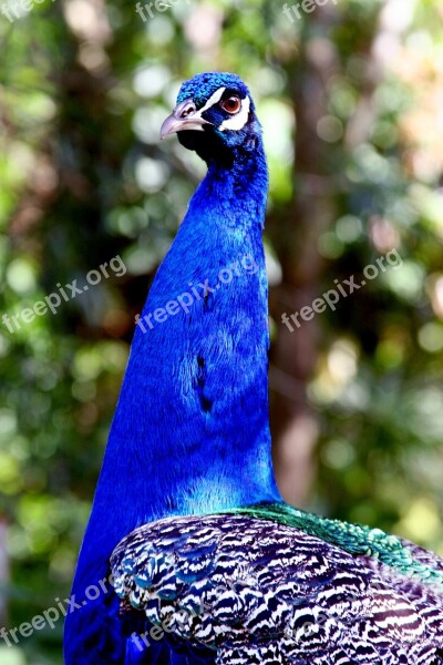 Peacock Bird Hawaii Blue Feathers