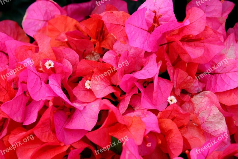 Flower Hawaii Plant Bougainvillea Pink