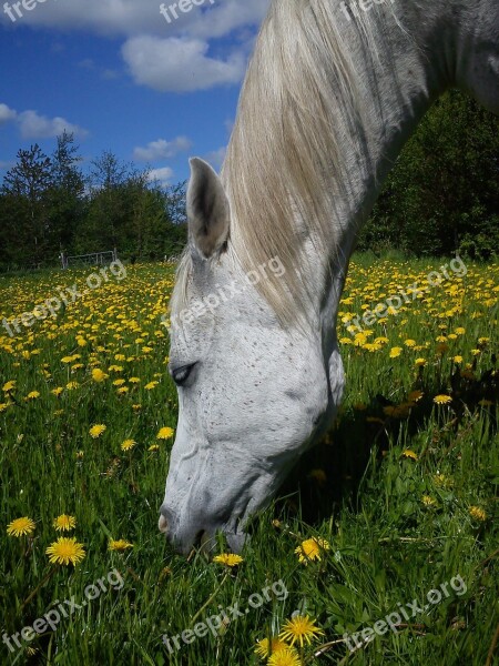 Horse Arab Thoroughbred Grass Eng