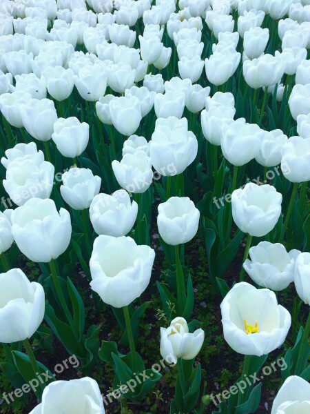 Tulip Flowers White Huang Lot