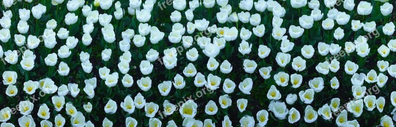 Tulip Flowers White Huang Lot