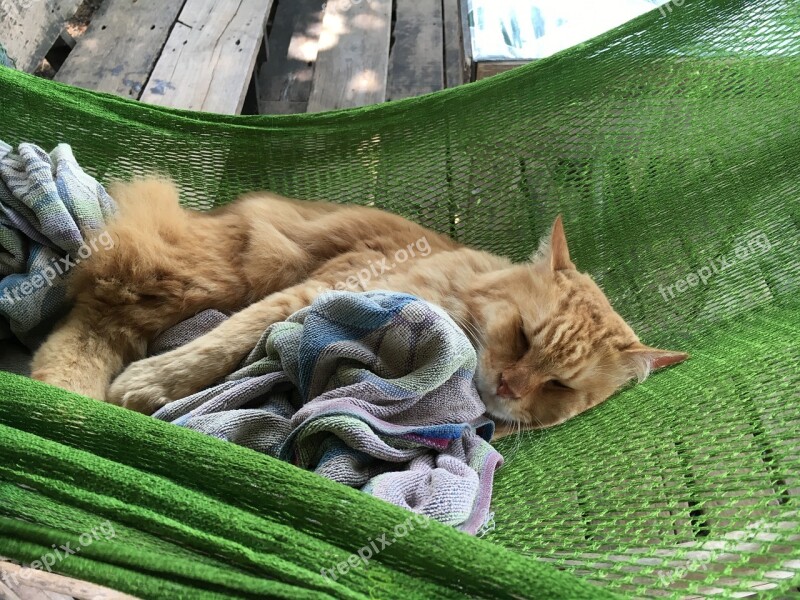 Cat Cat In Hammock Sleeping Cat Tiger Cat Free Photos