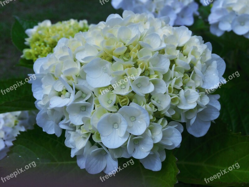 Hydrangea Ota Kisan White Otsu Park Yokosuka