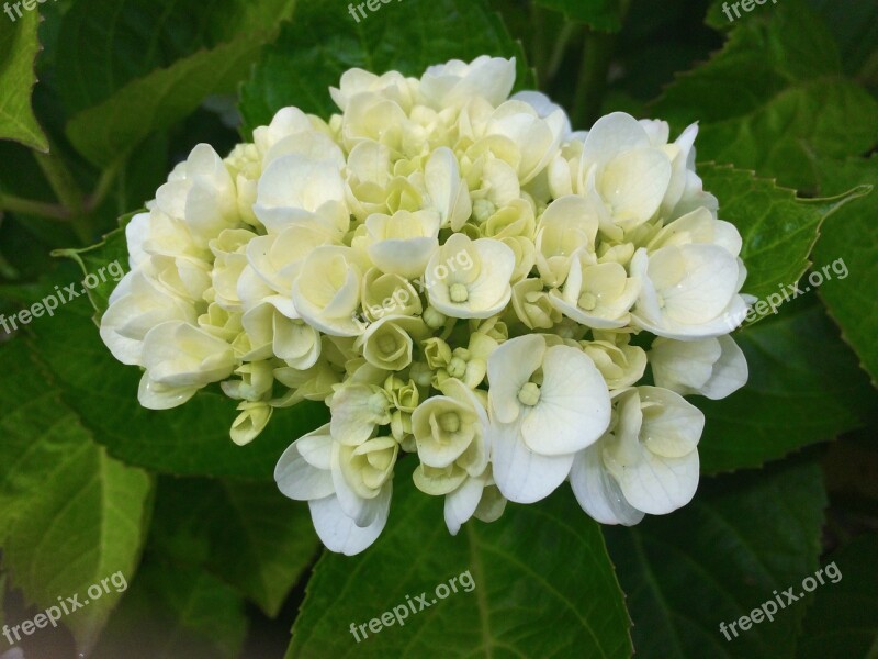 Hydrangea Ota Kisan White Otsu Park Yokosuka