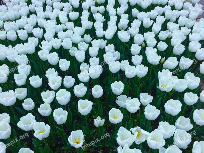 Tulip Flowers White Huang Lot