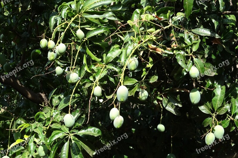 Mango Fruit Mangifera Indica Tropical Tree