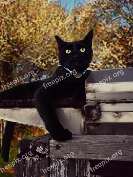 Cat Black Fur Domestic Playful Rescue