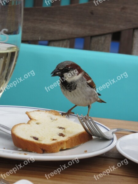 Hunger Bird Feeding Place Feed Free Photos