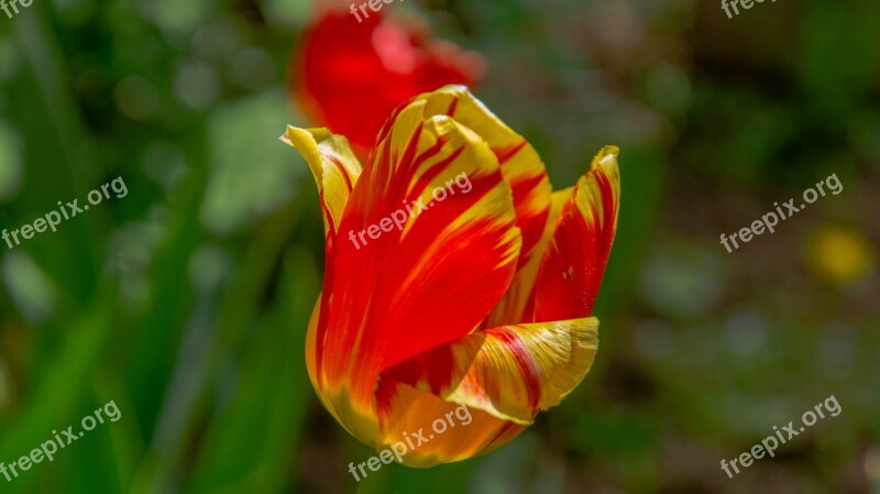 Tulips Sunny Day Sheet Flowers Bloom