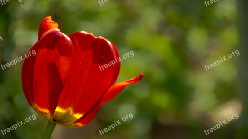 Tulips Sunny Day Sheet Flowers Bloom