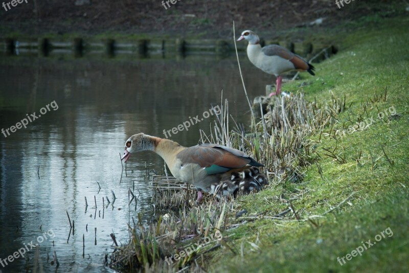 Duck Family Young Parents Bird