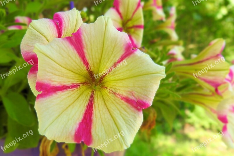 Petunia Colorful Balcony Plant Color Flowers