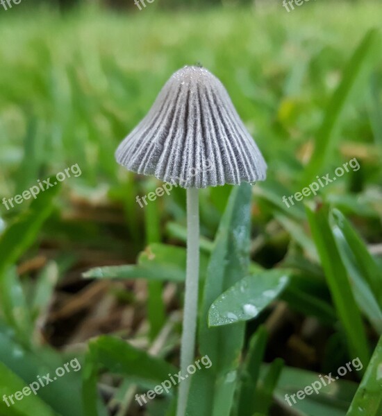 Toadstool Fungi Fungus Plant Cap