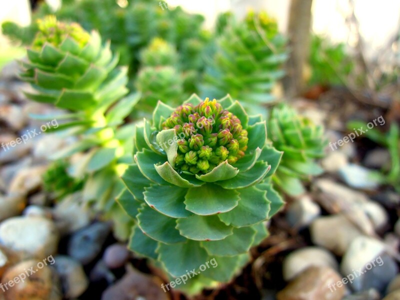 The Rockery Garden Plant Flower Perennial