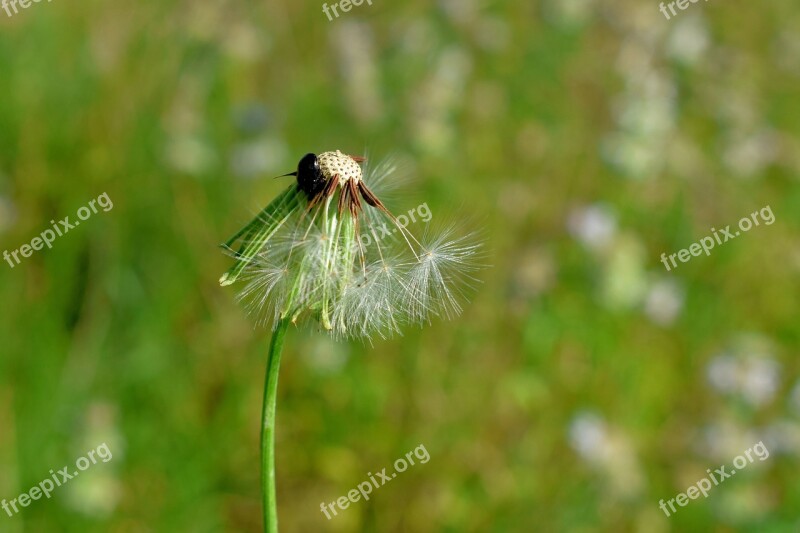 Dandelion Spores Seeds Blow Blowing