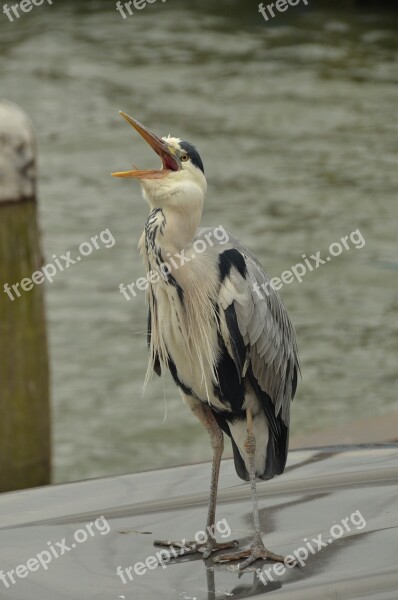 Bird Heron Babu Water Beak