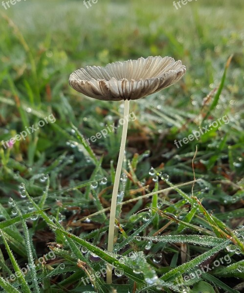 Toadstool Fungi Fungus Plant Cap