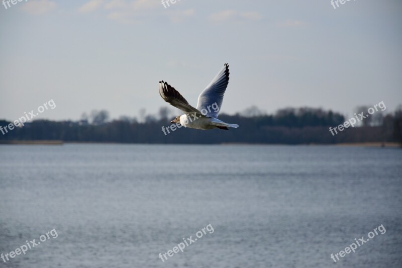 Seagull Bird Flight Nature Wings