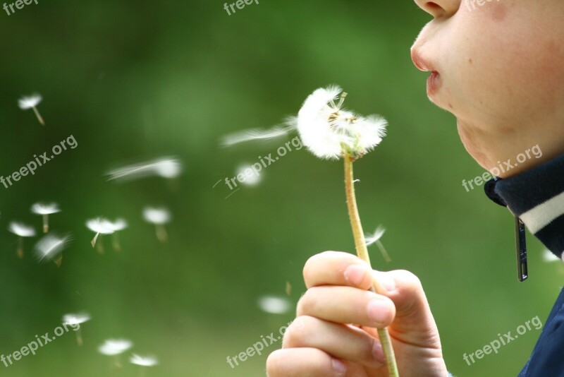 Dandelion Blowing Childhood Kid Summer