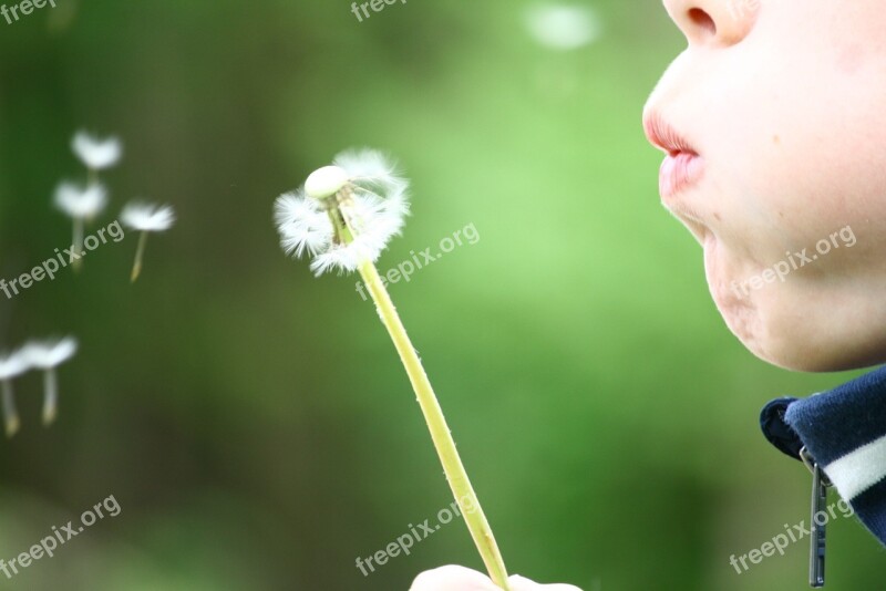 Dandelion Blowing Childhood Kid Summer