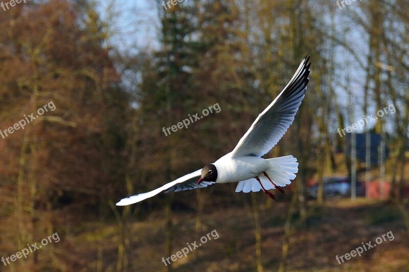 Seagull Bird Flight Nature Wings