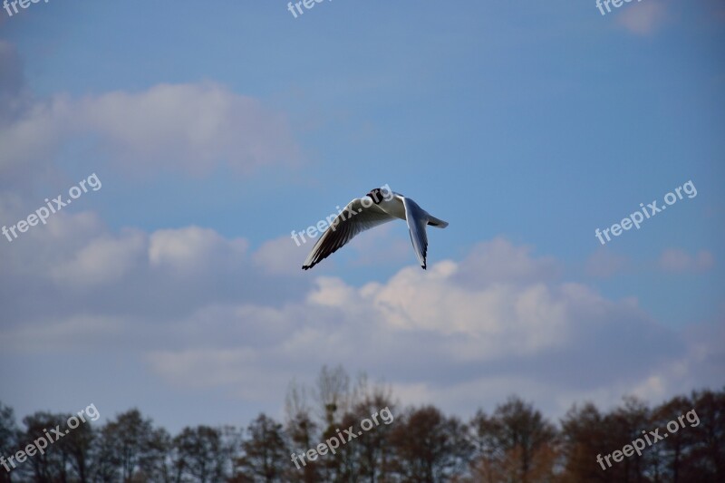 Seagull Bird Flight Nature Wings