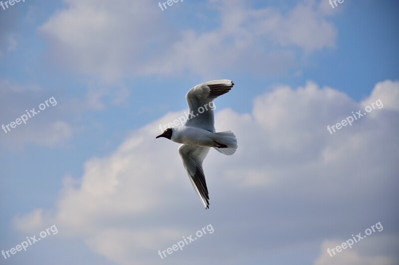 Seagull Bird Flight Nature Wings