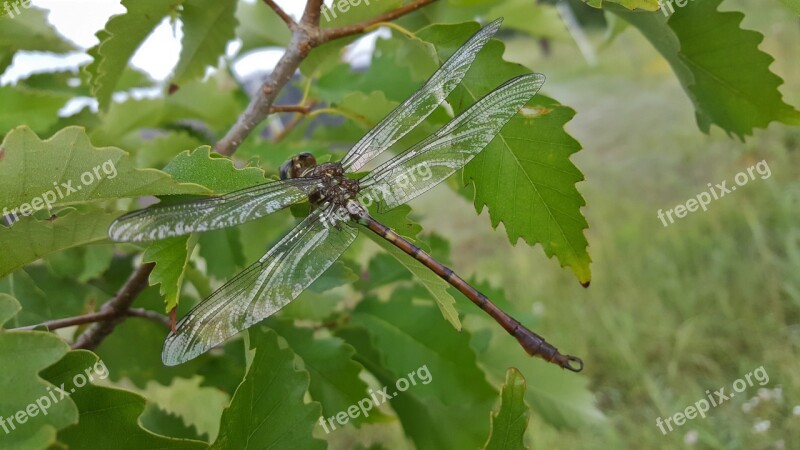 Dragonfly Insect Winged Insect Flying Insect Wings