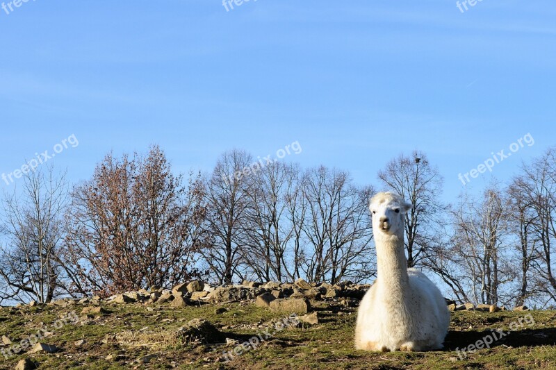 Alpaca White Furry Head Zoo