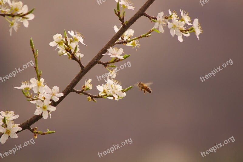 Bee Nature Spring Sprinkle Free Photos