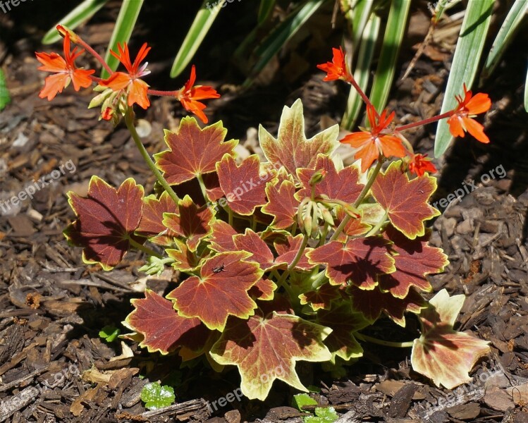 Hybrid Variegated Geranium Plant Garden Flowers Orange