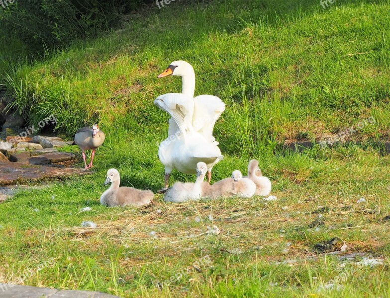 Swan Chicks Family Swans Bird