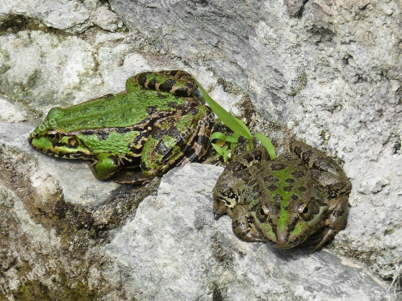 Frogs Batrachian Couple Free Photos