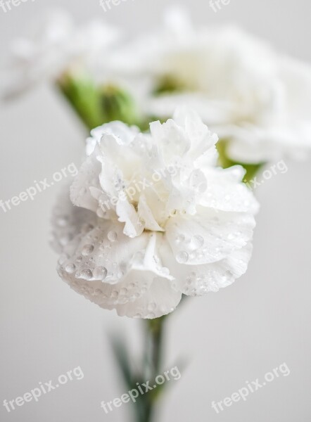 Carnation White Flowers Blossom Color