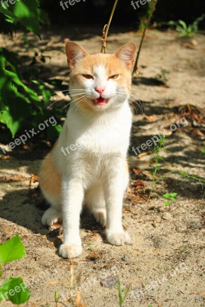 Cats Animal Muzzle Cat Free Photos