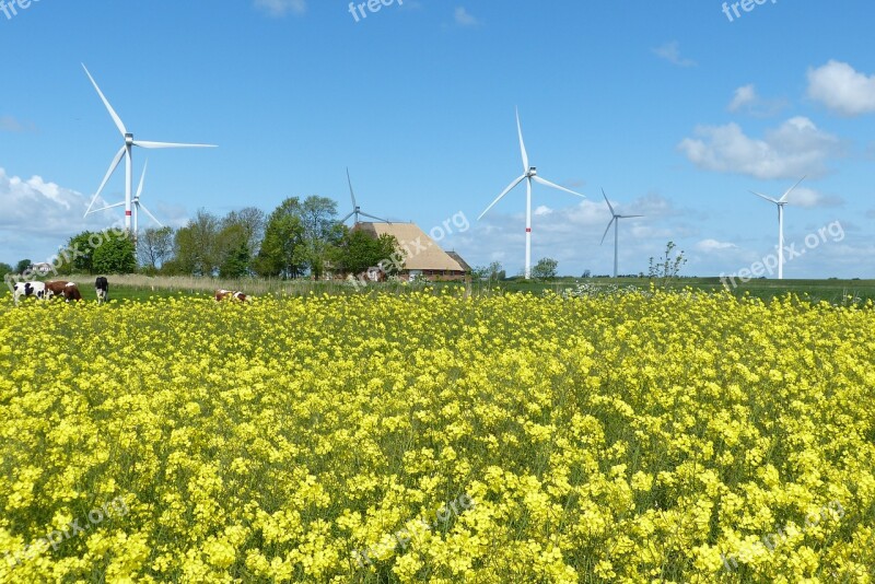 Oilseed Rape Wind Clouds Nordfriesland Wind Power