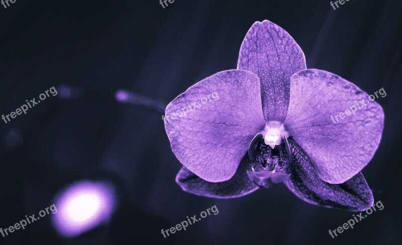 Nature Plants Purple Orchidaceae Stone