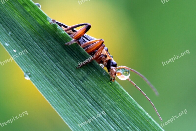 Soldier Beetle Cantharidae Side Sitting On A Leaf Probe