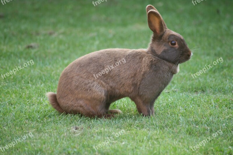 Bunny Rabbit Pet Animal Free Photos