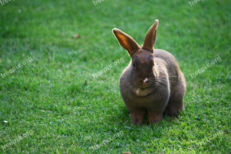 Bunny Rabbit Pet Animal Free Photos