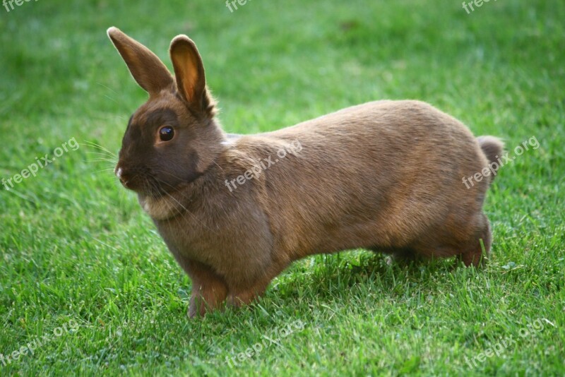 Bunny Rabbit Pet Animal Free Photos