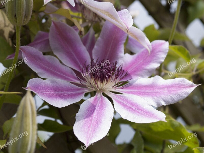 Clematis Pink Flora Bloom Nature