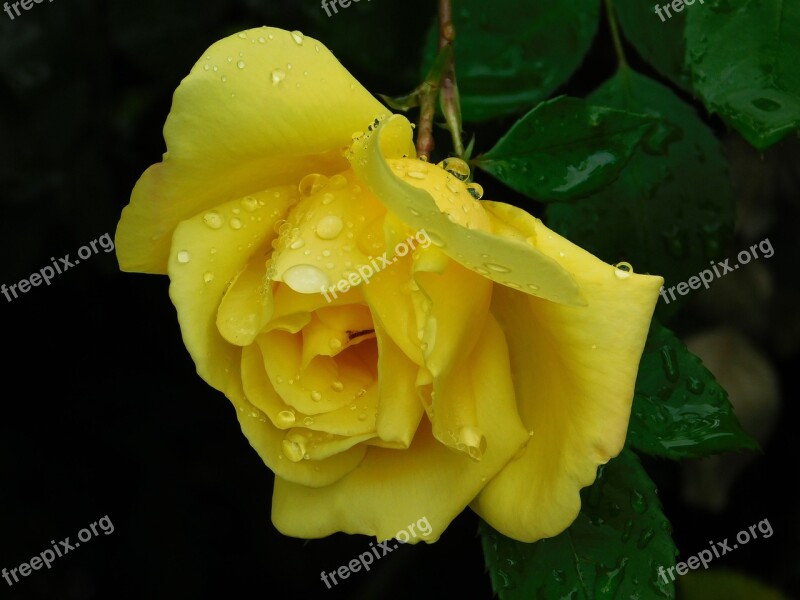 Rose Flower Yellow Floral Yellow Rose