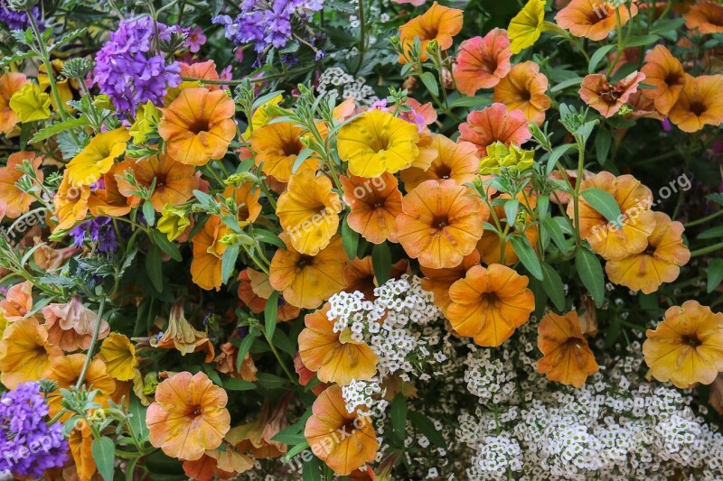 Flowers Jardiniere Nature Garden Colors