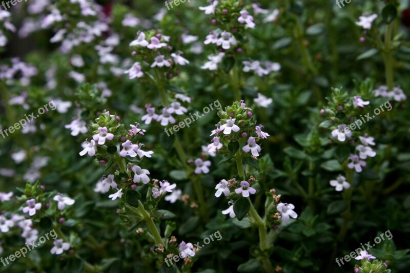 Thyme Garden Plant Free Photos