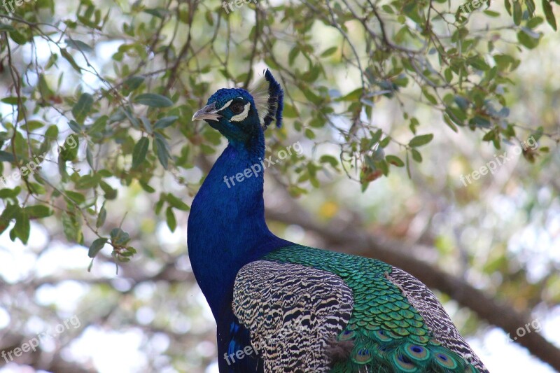 Bird Wildlife Alpine California Peacock